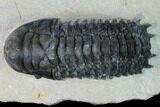 Crotalocephalina Trilobite - Atchana, Morocco #153917-1